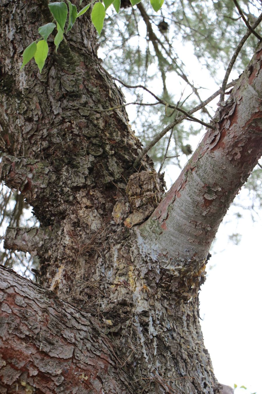 Árbol con una cámara Umbra camuflada en la corteza